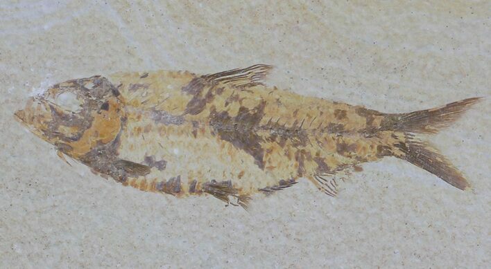 Knightia Fossil Fish - Wyoming #59823
